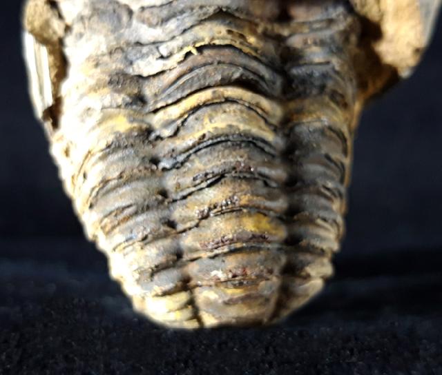 Flexicalymene ouzregi (DESTOMBES 1966) - Bild © FossNet FossilienStore